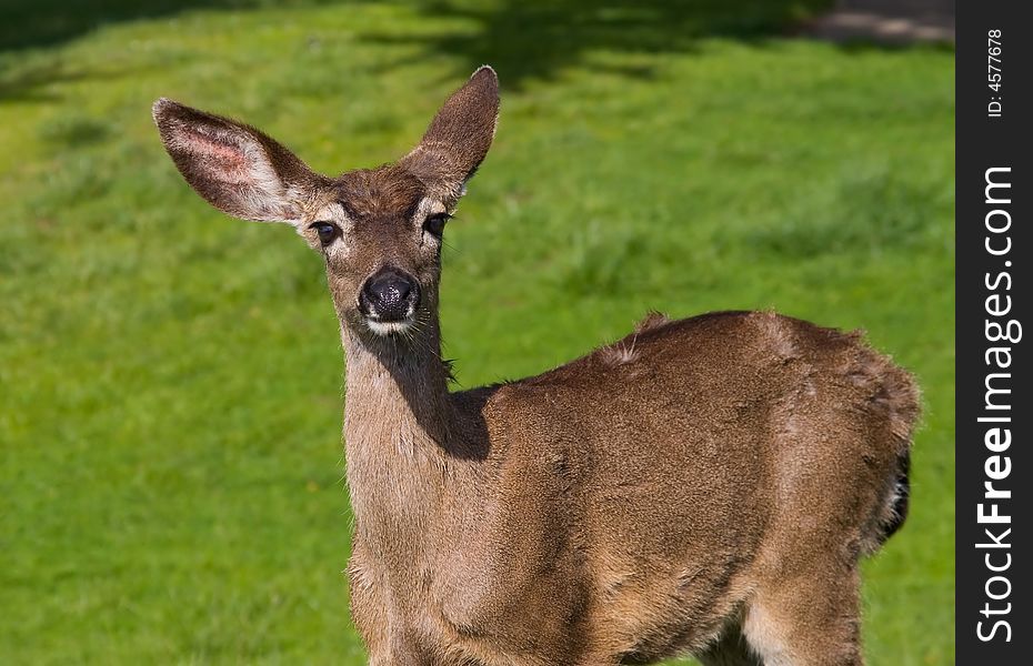 Deer standing on the grass