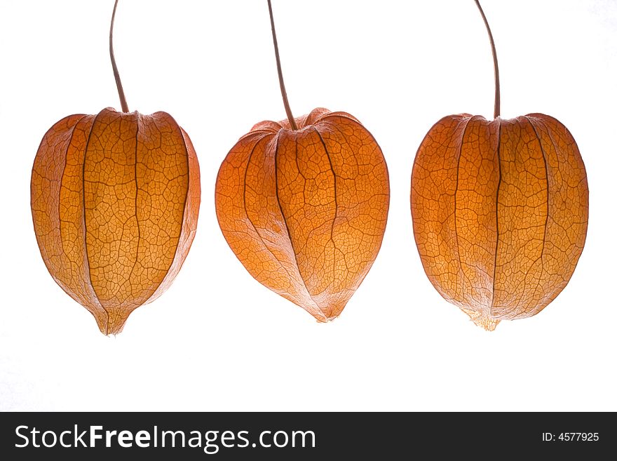 Orange physalis isolated on a white background