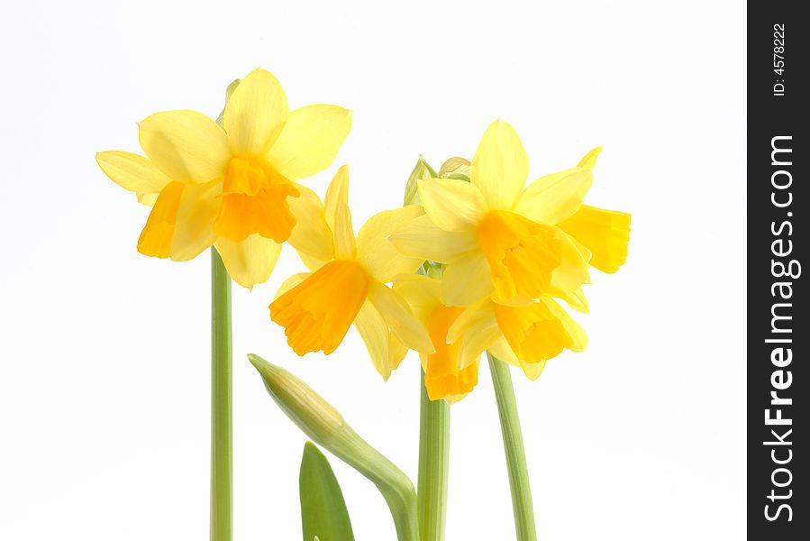 Yellow daffodils on a white