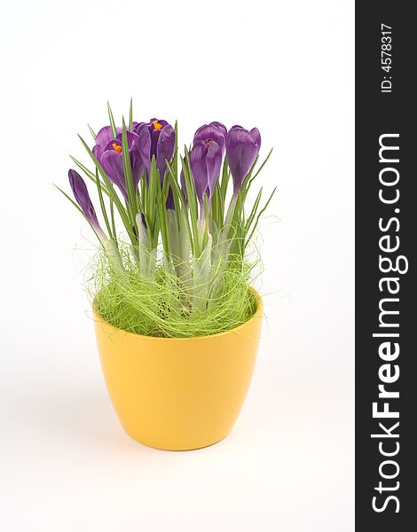 Violet crocuses in a pot