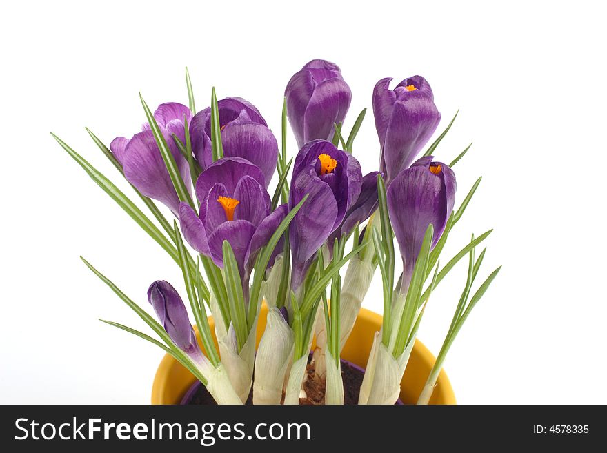 Violet crocuses in a pot