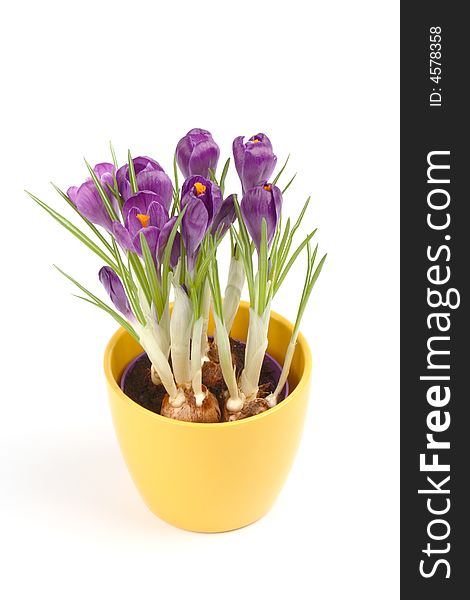 Violet crocuses in a pot