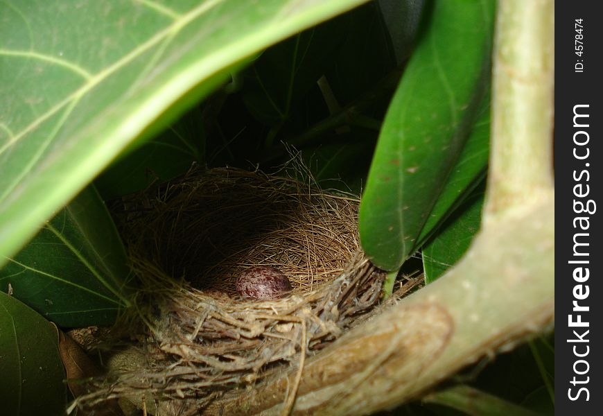 Bird nest built on tree branch