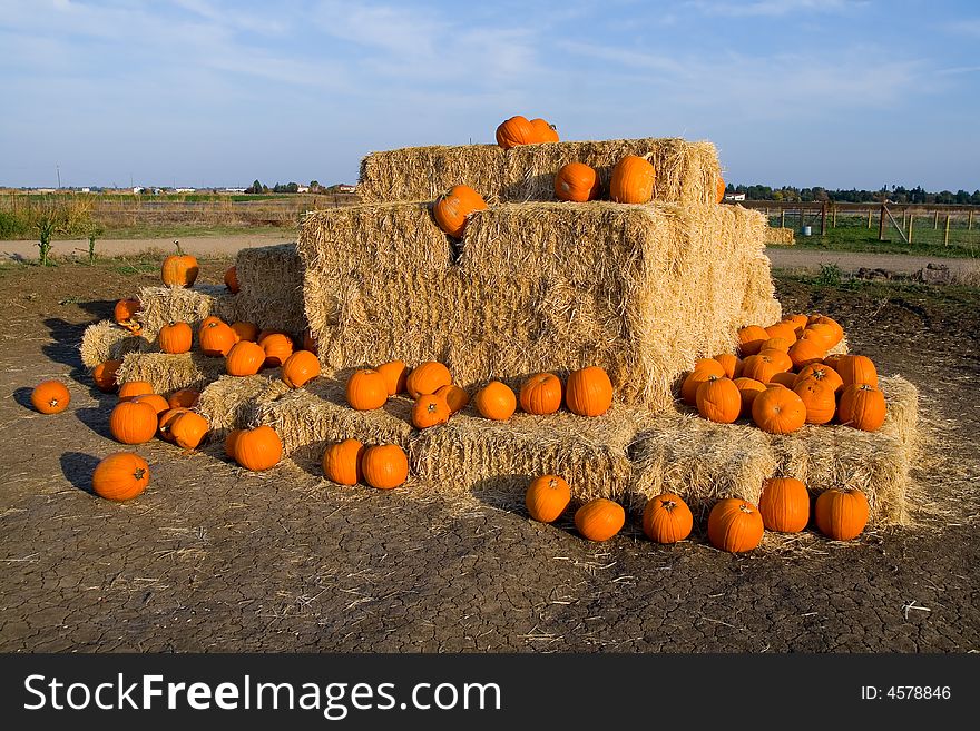 Lots of pumpkins on the hay