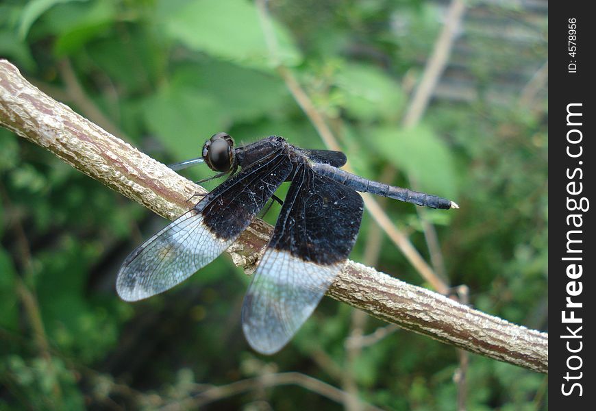 Dragon fly on the tree branch