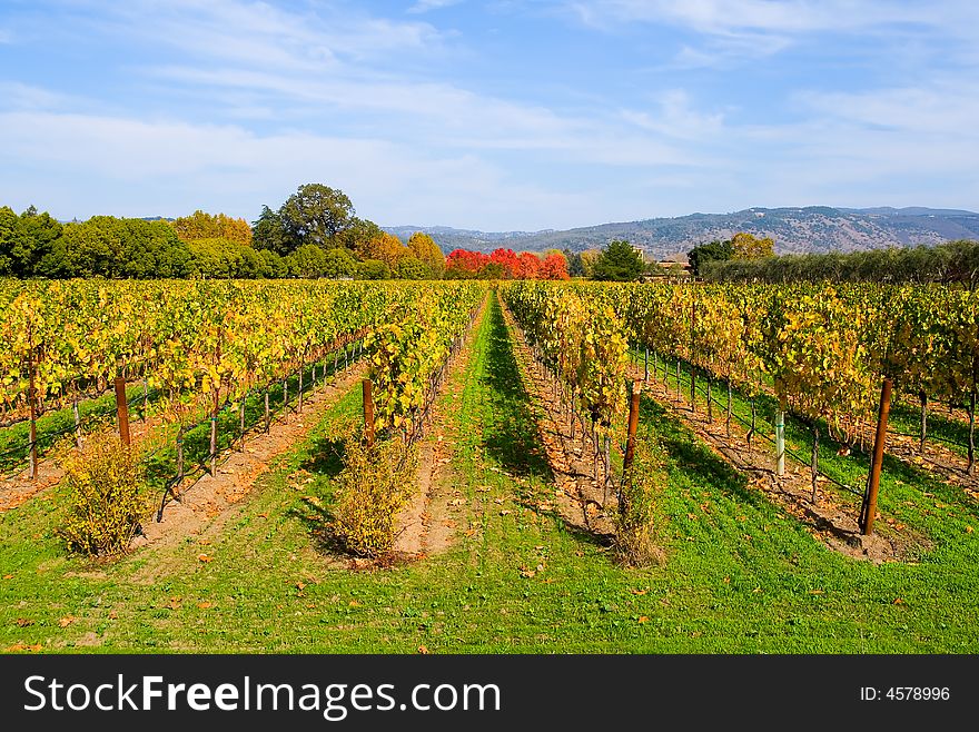 Vineyard in California in Autumn. Vineyard in California in Autumn