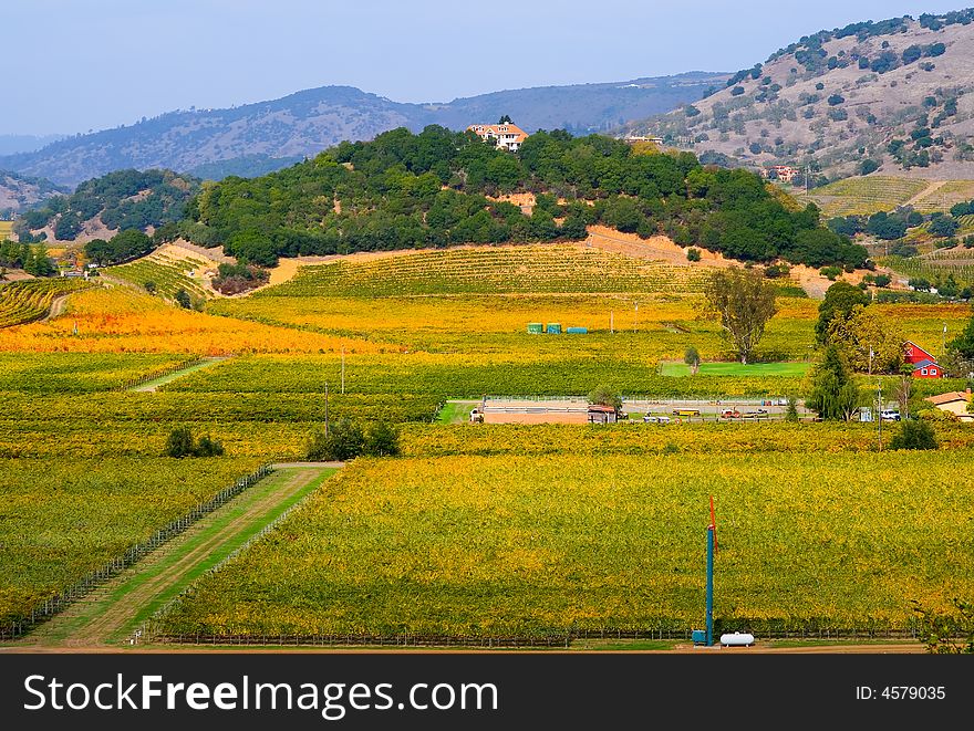 Vineyard in California in Autumn. Vineyard in California in Autumn