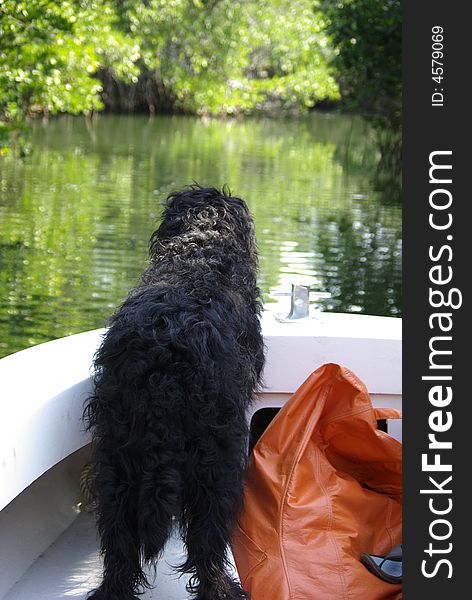 A dog surveys the horizon along a Florida Canal. A dog surveys the horizon along a Florida Canal