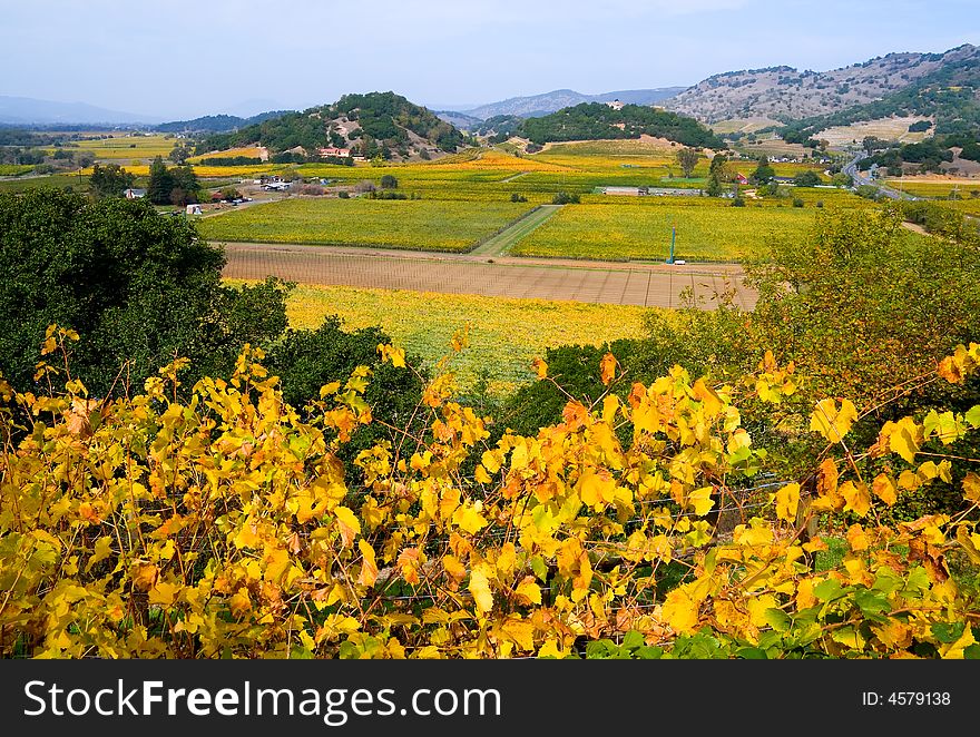 Vineyard In Autumn