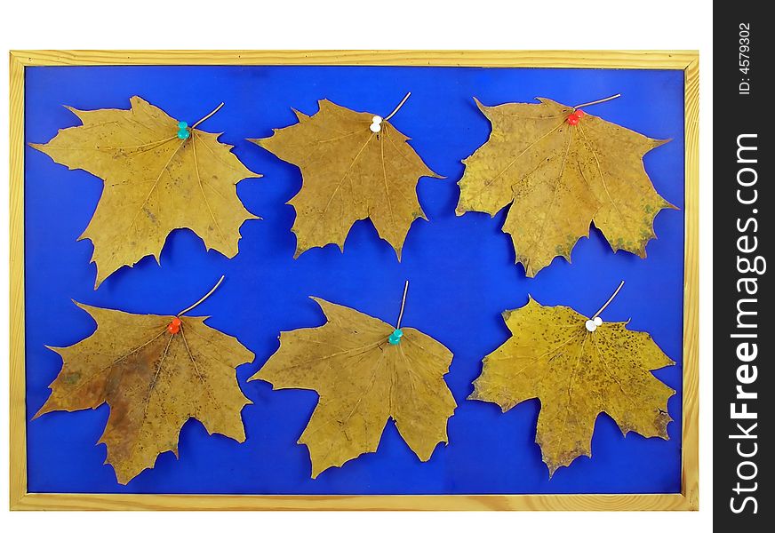 notice-board with last year's maple   
  yellow leafs. notice-board with last year's maple   
  yellow leafs