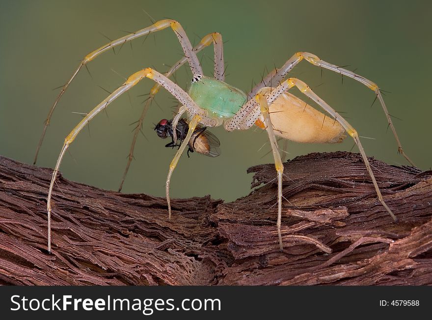 Lynx spider walking with fly