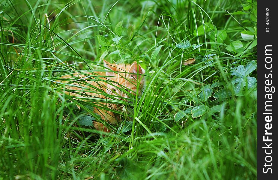 A cat in grass at half of the TaiMountain.