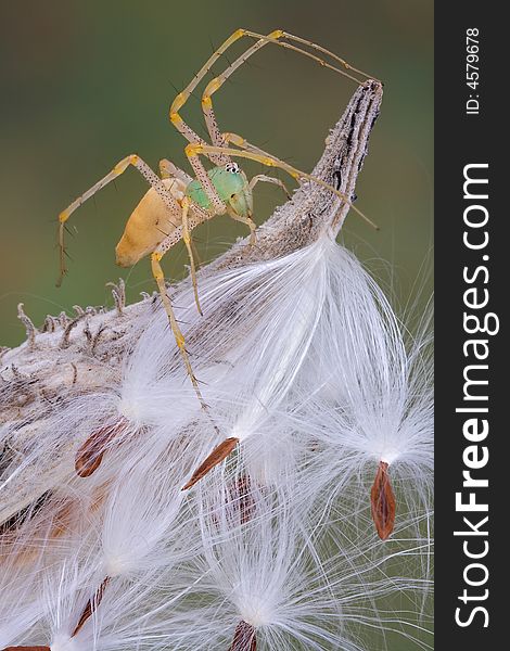 A female green lynx spider is sitting on a milkweed pod. A female green lynx spider is sitting on a milkweed pod.