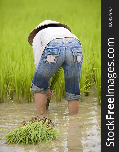 In the rural areas Laos is much worked on rice field. In the rural areas Laos is much worked on rice field