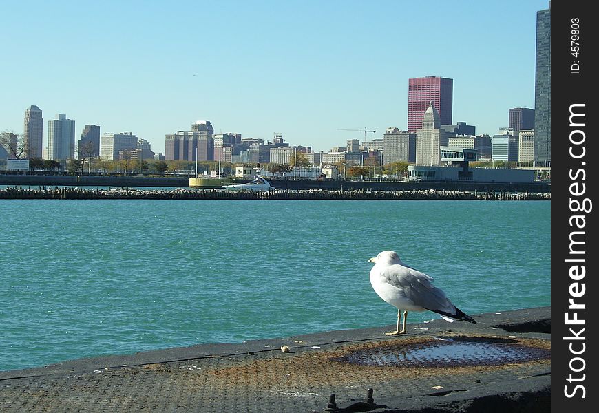 Seagull on a dock in Chicago. Seagull on a dock in Chicago