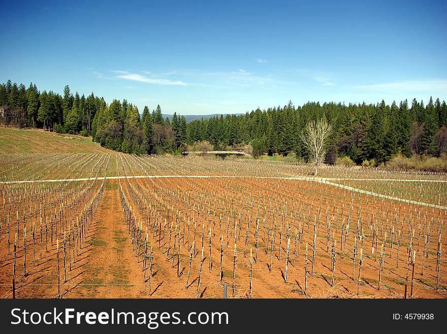 A new Vineyard at early spring in the El Dorado Country foothills
