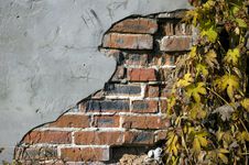 Grunge Ivy Brickwall Royalty Free Stock Photos Grunge Ivy Brickwall Royalty Free Stock Photos
