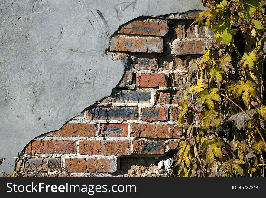 Grunge ivy brickwall