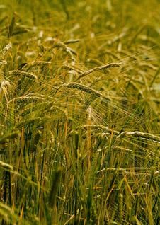Wheat Stock Photography Wheat Stock Photography