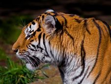 Siberian Tiger Stock Image Siberian Tiger Stock Image