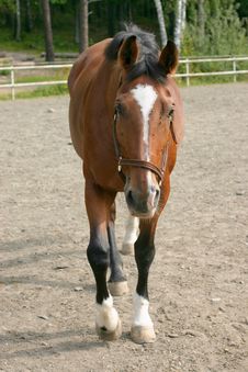 Horse In Paddock Royalty Free Stock Photography Horse In Paddock Royalty Free Stock Photography