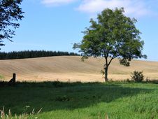 Wheat Field In The Summer Royalty Free Stock Image Wheat Field In The Summer Royalty Free Stock Image