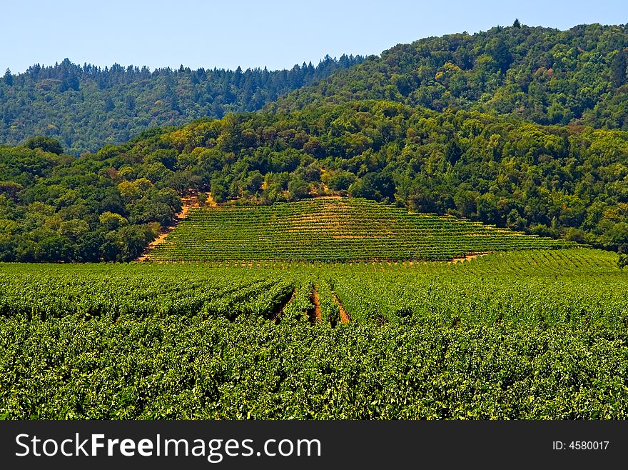 Vineyard In Summer