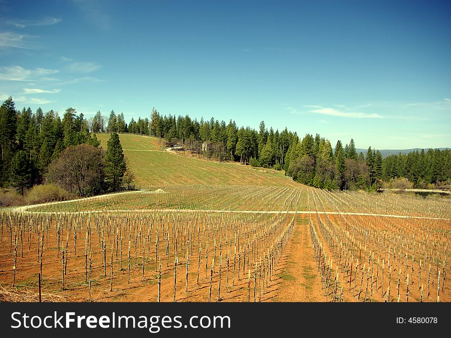 A new Vineyard at early spring in the El Dorado Country foothills