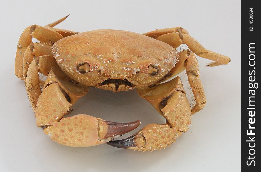 Crab on the white background