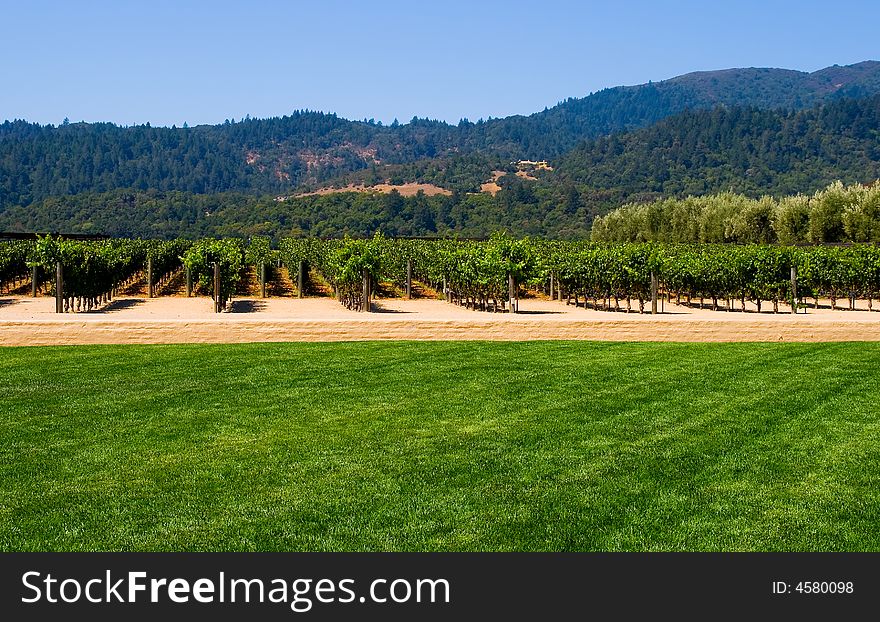 Vineyard in summer