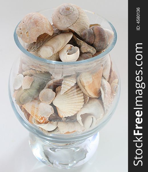 Seashells in vase on white background