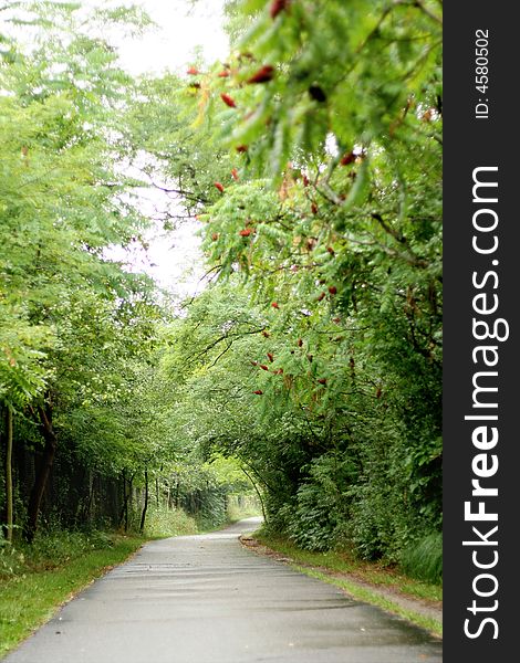 A gorgeous path during spring in michigan with lots of green trees. A gorgeous path during spring in michigan with lots of green trees