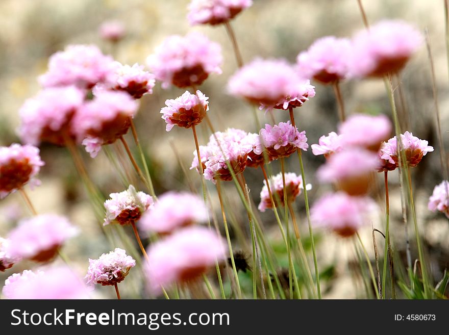 Pink flowers in spring field. Pink flowers in spring field