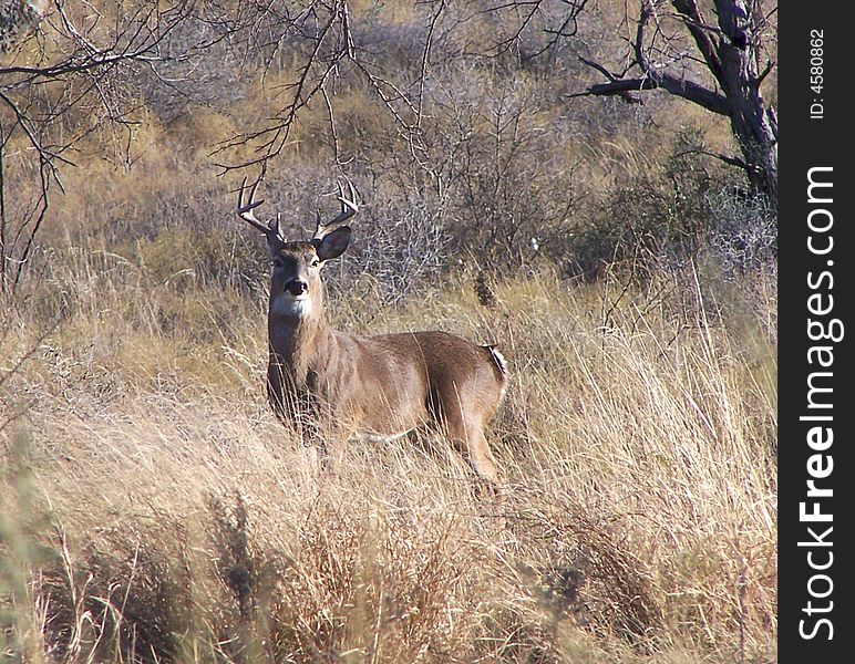 White-tailed buck standing in a open field taken in Texas