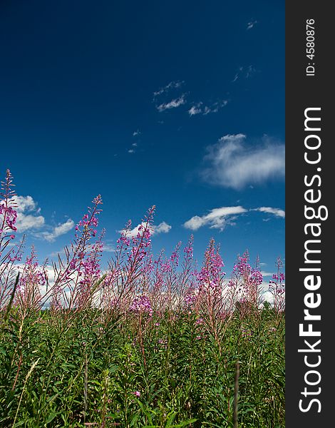 Rose-bay field in front of blue sky