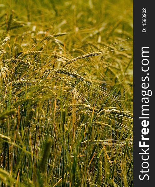 Detail of wheat on a field