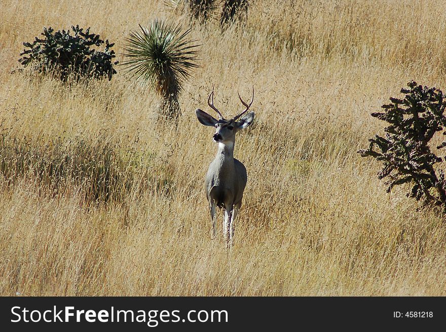 Shot of a mule deer buck in a open field taken in New Mexico