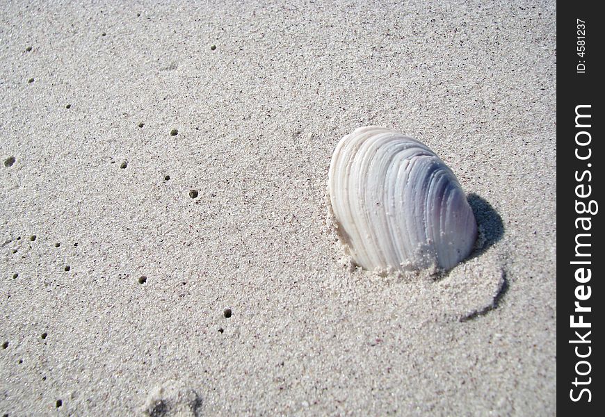 Shell sticking out of the sand on the beach. Shell sticking out of the sand on the beach