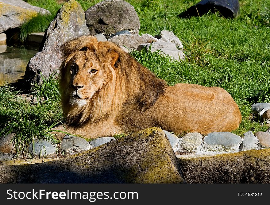 African Lion laying on the grass