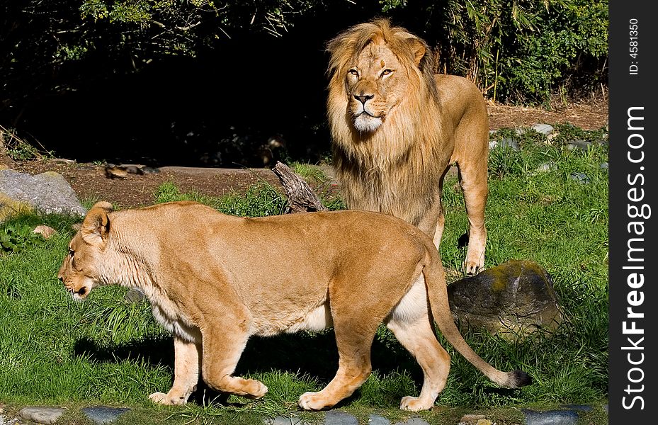 Male and Female African Lions