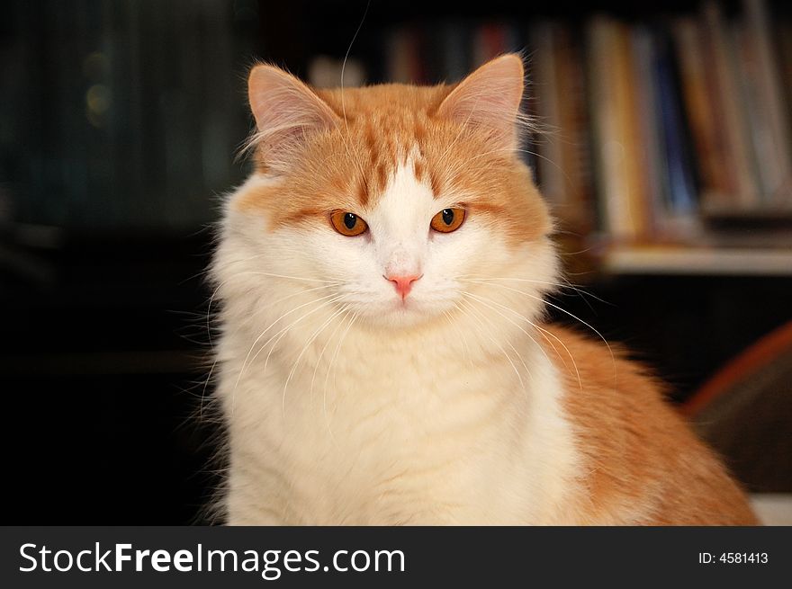 Young domestic cat sitting in front of bookshelves. Young domestic cat sitting in front of bookshelves