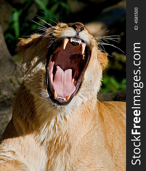 African Lion standing in the zoo