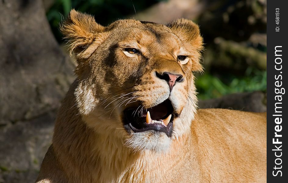 African Lion standing in the zoo