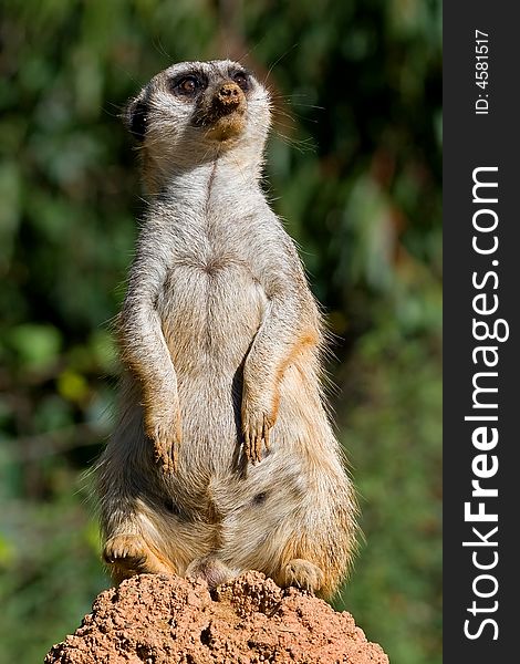 Slender-tailed meerkat on the look out