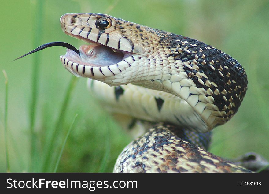 Close-up of a angry bullsnake taken in the guadalupe mountains in new mexico