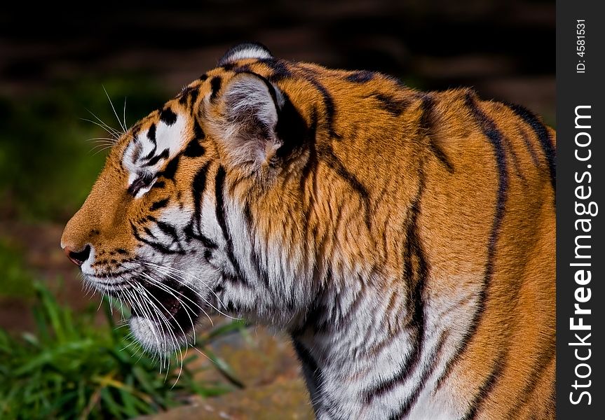 Close-up of Siberian Tiger