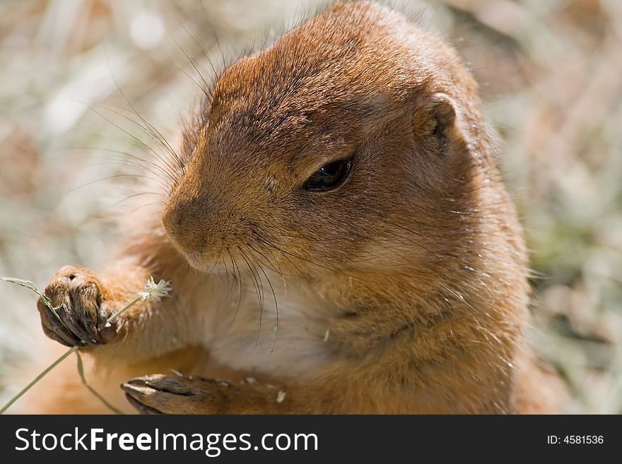 Black-tailed Prairie Dog holding a flower