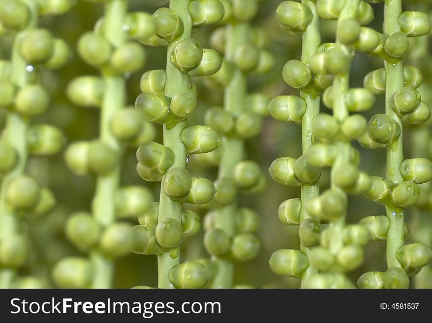 Green fruits with blur background