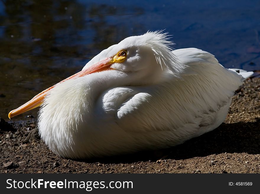 Big whit pelican resting by the lake