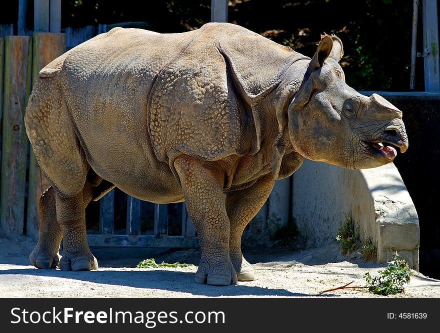 Horned Rhinoceros with horn cut off